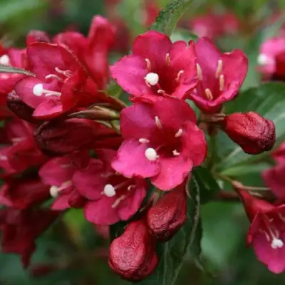 Вейгела ЕВА РАТКЕ в Рогачеве