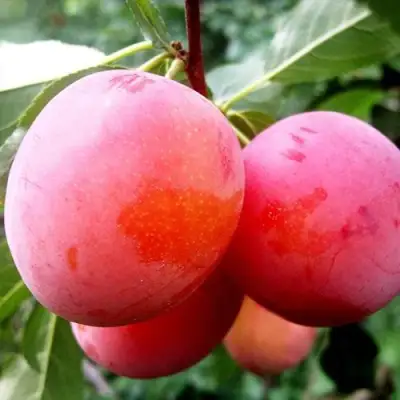 Слива КОМЕТА в Рогачеве