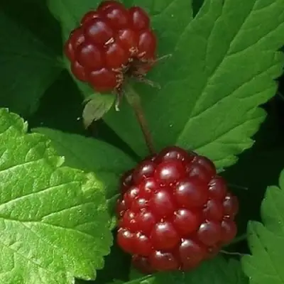 Княженика КЛОН в Рогачеве