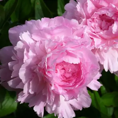 Пион ЛЕТЯЩИЙ ЖУРАВЛЬ травянистый в Рогачеве