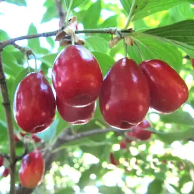 Кизил ЛУКЬЯНОВСКИЙ в Рогачеве