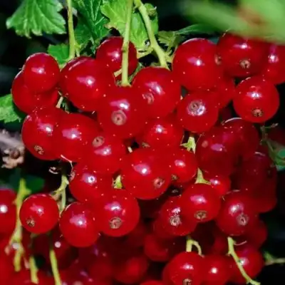 Смородина красная СЕРПАНТИН в Рогачеве