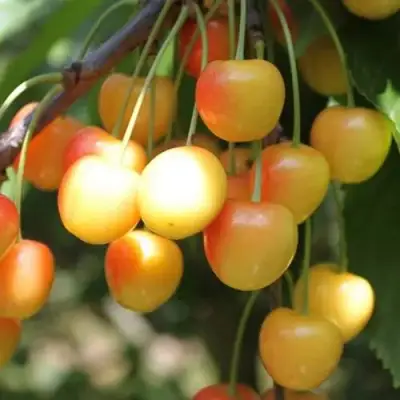 Черешня ЯНТАРНАЯ в Рогачеве