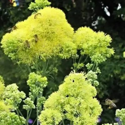 Василистник ГЛАУКУМ желтый в Рогачеве
