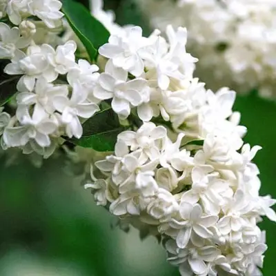 Сирень МАДАМ ЛЕМУАН в Рогачеве