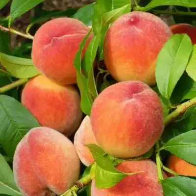 Персик РЕД ХЕВЕН в Рогачеве