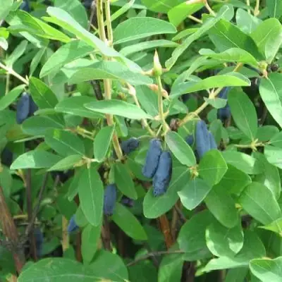 Жимолость съедобная ПУШКИНСКАЯ в Рогачеве