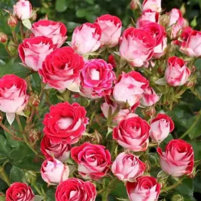 Роза ШОНЕ КОБЛЕНЦЕРИН флорибунда в Рогачеве