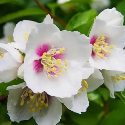 Жасмин БЕЛЬ ЭТУАЛЬ в Рогачеве