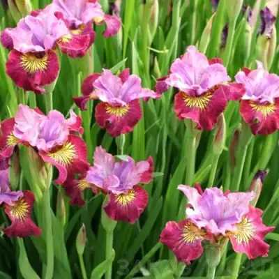 Ирис МИСС ЭППЛ сибирский в Рогачеве