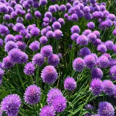 Лук-шнитт в Рогачеве