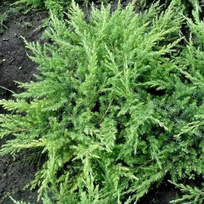 Можжевельник ШЛЯГЕР прибрежный в Рогачеве