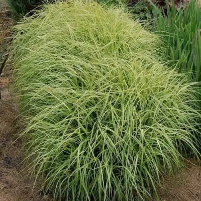 Осока ВАРИЕГАТА пальмолистная в Рогачеве