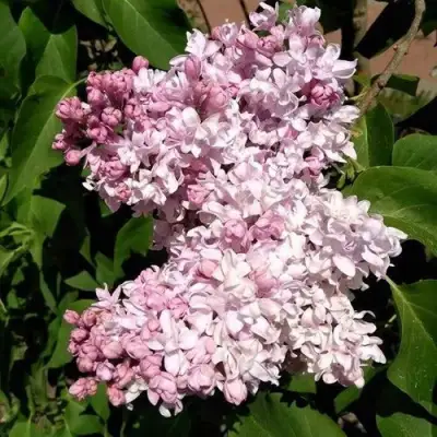 Сирень МИЛОСЕРДИЕ в Рогачеве