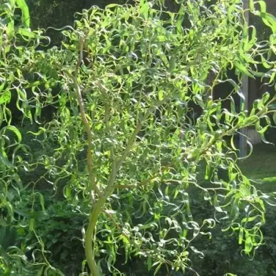 Ива МАТСУДАНА в Рогачеве