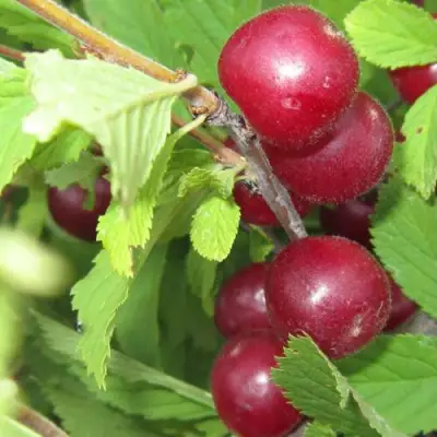 Вишня персиковая АФЛОЦЕРАЗУС в Рогачеве