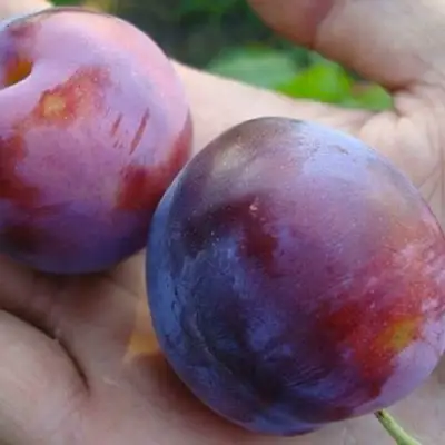 Слива РЕНКЛОД в Рогачеве