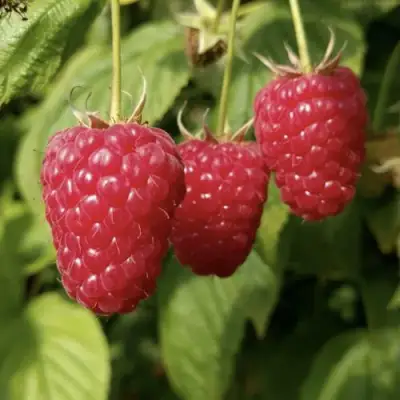 малина мапема