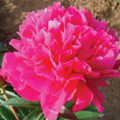 Пион РУБИНОВЫЙ СВЕТ травянистый в Рогачеве