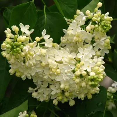 Сирень ПРИМРОУЗ в Рогачеве