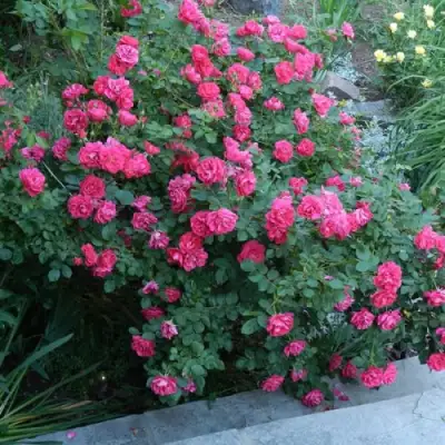 Роза ДЖОРДЖ ВАНКУВЕР флорибунда в Рогачеве