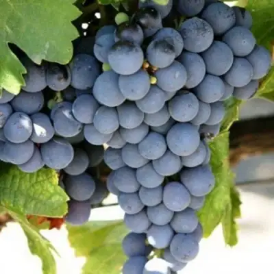 виноград ЧеСуРан