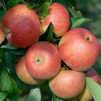 Яблоня ТОПАЗ в Рогачеве