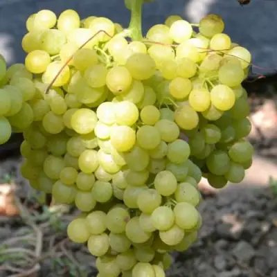 Виноград КИШМИШ МУСКАТНЫЙ в Рогачеве