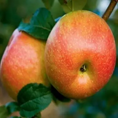 Яблоня ПЕРСИКОВАЯ в Рогачеве