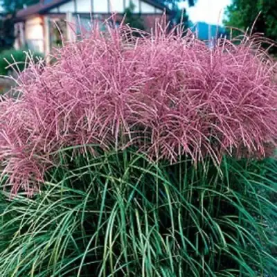 Мискантус МАЛЕПАРТУС китайский  в Рогачеве
