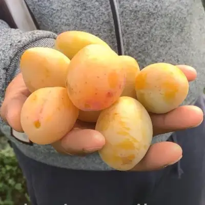 Слива ЯХОНТОВАЯ в Рогачеве