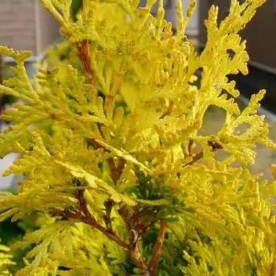 Туя ЕВРОПА ГОЛД западная в Рогачеве