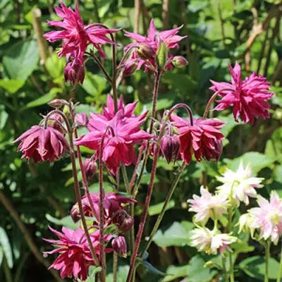 Аквилегия БАРЛОУ БОРДО обыкновенная в Рогачеве