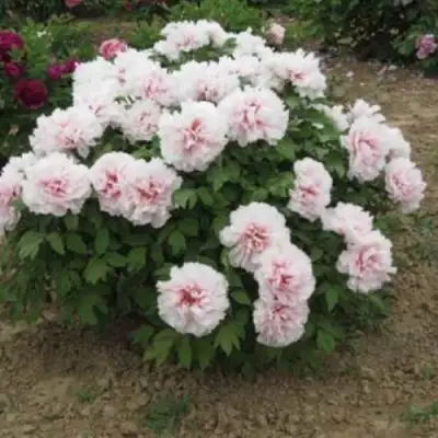 Пион ПЕРСИК ПОД СНЕГОМ древовидный в Рогачеве