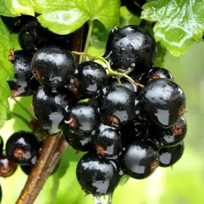 Смородина чёрная БЕЛОРУССКАЯ СЛАДКАЯ в Рогачеве
