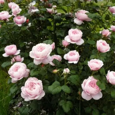 Роза КУИН ОФ СУИДЕН (КОРОЛЕВА ШВЕЦИИ) английская в Рогачеве