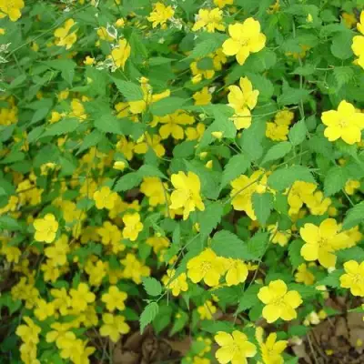 Керрия японская ГОЛДЕН ГИНЕЯ в Рогачеве