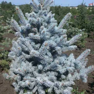 Ель МИСТИ БЛЮ голубая в Рогачеве