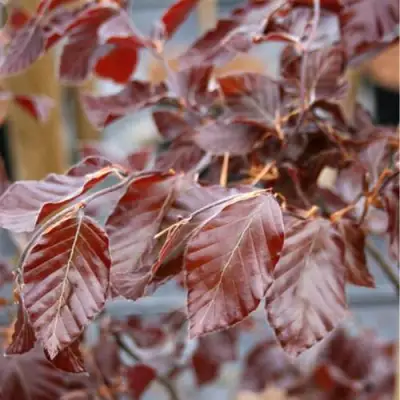 Бук лесной АТРОПУНИЦЕА в Рогачеве