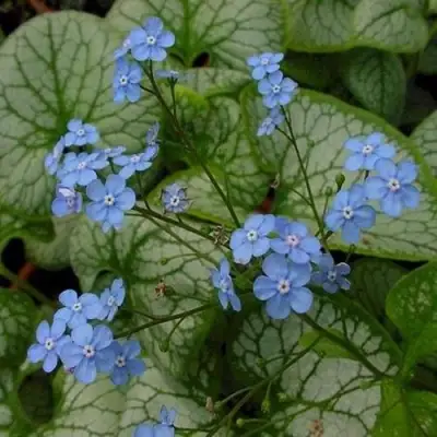 Бруннера ДЖЭК ФРОСТ в Рогачеве