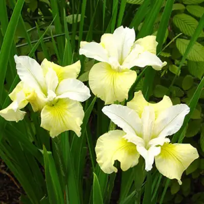 Ирис ЙЕЛЛОУ ТЕЙЛ сибирский в Рогачеве