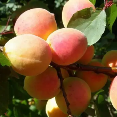 Абрикос СЮРПРИЗ в Рогачеве