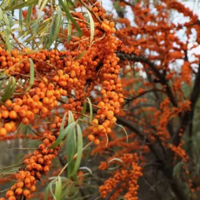 Облепиха СЕРАФИМА в Рогачеве