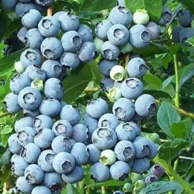 Голубика НОРТЛАНД в Рогачеве