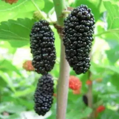 Шелковица ГАЛИЦИЯ в Рогачеве