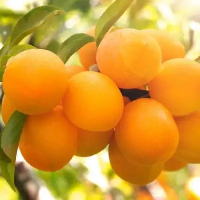 Слива МАРА в Рогачеве