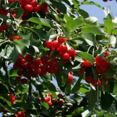 Вишня БРУСНИЦЫНА степная в Рогачеве