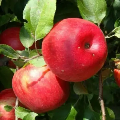 Яблоня ВАЛЕРИЯ в Рогачеве