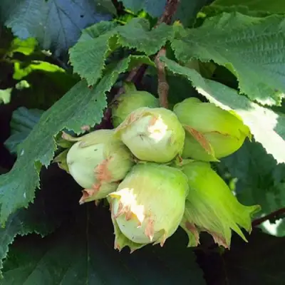 Фундук ТАМБОВСКИЙ РАННИЙ в Рогачеве