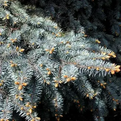 Ель НАНА сизая в Рогачеве